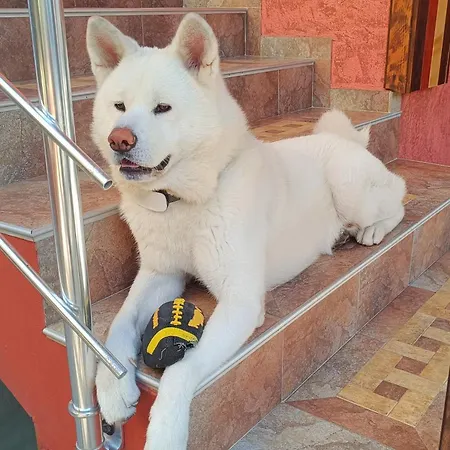 виктория 3* Sosopol