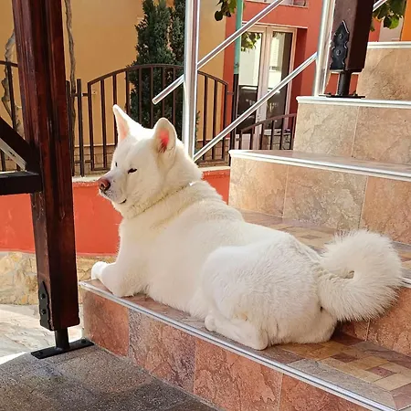 виктория 호텔 소조폴