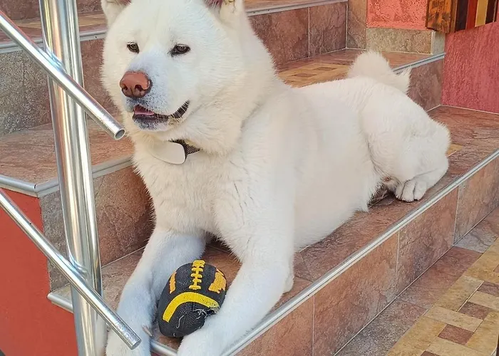 виктория 3* Süzebolu