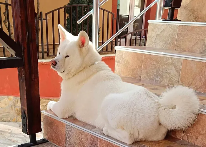 виктория Otel Süzebolu