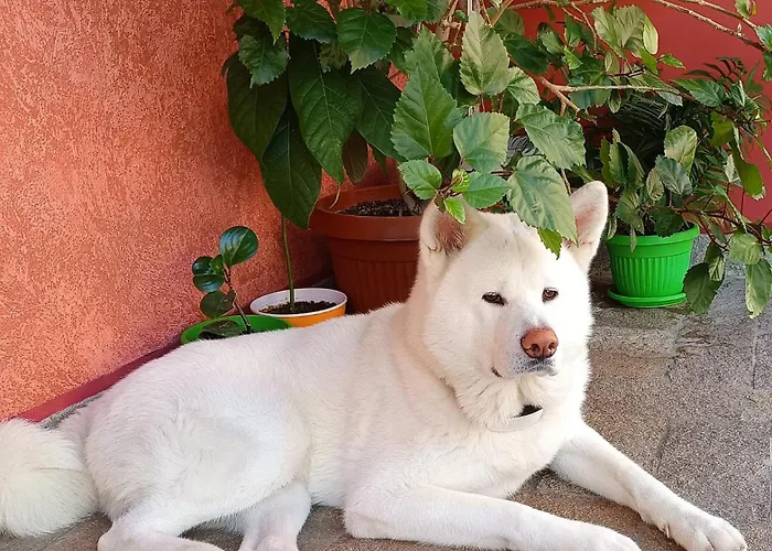 Otel виктория Süzebolu